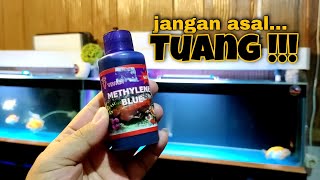 METHYLENE BLUE  BUAT TREATMENT SETELAH WATERCHANGE  APAKAH AMAN ❓❓ [upl. by Nalac236]