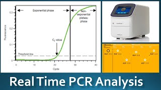 Real Time PCR Analysis qPCR Terms [upl. by Ynohtnaeoj]