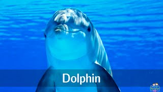 Marine animals pronunciation for children with pictures [upl. by Nidnarb]