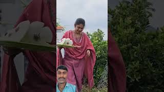 Mushroomsharvestingపుట్టగొడుగులుmushroommygardenharvestingshortvideogardeningytshorts [upl. by Penland]