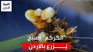 كان يُستورد مقابل كلف عالية شاب أردني يطلق مشروعا لزراعة نبات الكركم في الأردن [upl. by Tterraj]