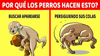 Explicación De Los 15 Comportamientos Más Extraños De Los Perros [upl. by Aramoy435]