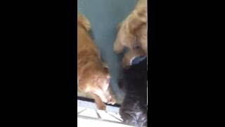 Labradoodle vs goldendoodle The smartest dogs [upl. by Oates]