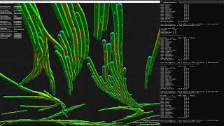 Microtubule Simulation Test 2024 [upl. by Eillib]