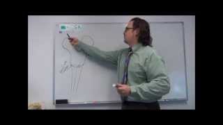 Neuroanatomy  Cranial Nerve VII  Drawing the Facial Nerve Pathways [upl. by Utley]