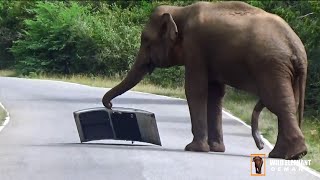 A ferocious wild elephant ripped off a car door [upl. by Koblas933]