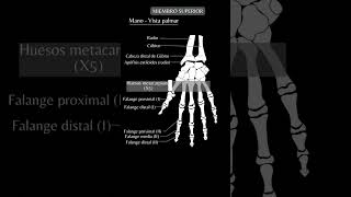 Huesos de la Mano y Muñeca  Anatomía del Miembro Superior esqueleto anatomía shorts [upl. by Rees]