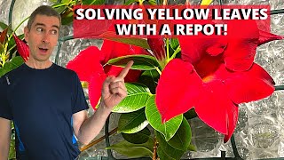 Repotting a large Mandevilla Dipladenia sanderi [upl. by Sillyhp]