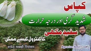 How To Control White Fly سفید مکھی In Cotton  Best Insecticide  सफ़ेद मक्खी नियंत्रण [upl. by Jilleen]