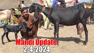 Bakra Mandi Sahiwal  Latest update today  Bakra Eid 2024  Bakra Mandi 2024 [upl. by Klepac]