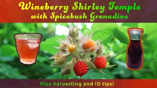 How to Make Wineberry Shirley Temples with Spicebush Berry Grenadine  How to Identify Wineberries [upl. by Ivers]