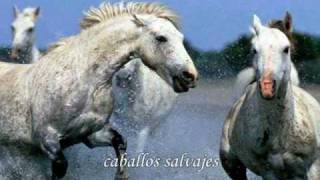 wild horses  Rolling Stones traducido [upl. by Letitia80]