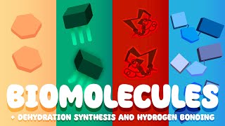 Biomolecules Explained  Dehydration Synthesis and Hydrogen Bonding   Biology I [upl. by Htrow]