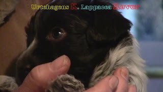 Schapendoes Puppy Chose Owner and Vice Versa [upl. by Yajeet]