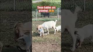 Our baby goats are getting big GrownsFamilyFarm [upl. by Idmann]