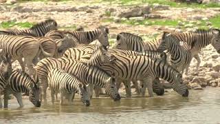 zebrasshortsyoutube wildlifewonder shorts [upl. by Algy567]