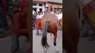 chatarpur ghoda dans horse [upl. by Huppert966]