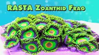 Rasta Zoanthid  100 Polyps fragging and close ups [upl. by Rutan]