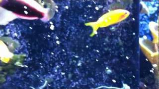 400 Gallon Reef System Update  Radiant Wrasse Halichores iridis [upl. by Sussi]