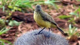 CATTLE TYRANT MACHETORNIS RIXOSA feeding on the CAPYBARA HYDROCHOERUS HYDROCHAERIS CAPIVARA [upl. by Cassell]