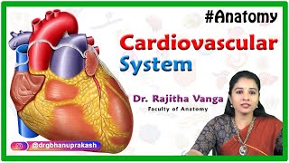 Introduction to Cardiovascular System  General anatomy [upl. by Oynotna]