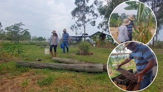 Vida simples cuidando do pomar almoço no fogão a lenha vento e chuva [upl. by Alis]