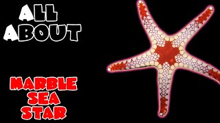 All About The Marble Sea Star or Red Tile Starfish [upl. by Leotie]