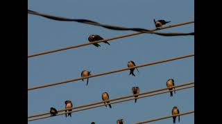 Western house martins [upl. by Anaitsirhc]