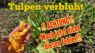 Tulpen verblüht Fast ALLE machen jetzt diesen FEHLER [upl. by Adlez]