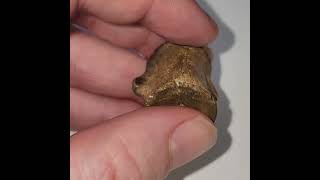 This is a beautiful Champsosaur Reptile Vertebra from the dinosaur aged Hell Creek Formation Montana [upl. by Nnylav]