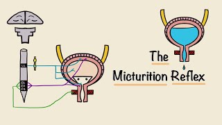 The Micturition Reflex  Bladder Nerve Supply  Renal Physiology [upl. by Enerak]