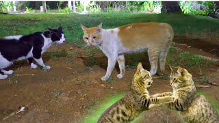 Funny Cats Fighting  funny cat compilation 1 [upl. by Allayne]