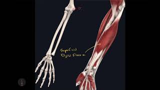 Anterior Antebrachial Muscles [upl. by Otanutrof]