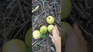 Eman eman dimakan codot jambu jambubiji jambumerah garden healthyfood gardening shortvideo l [upl. by Llyrad]