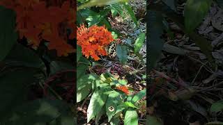 Jungle Geranium  ചെത്തിപ്പൂ  chethipoo  butterfly  Chethi flower  Ixora coccinea  shorts [upl. by Avrenim304]