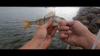 Ben chifley fishing Bathurst [upl. by Drandell]