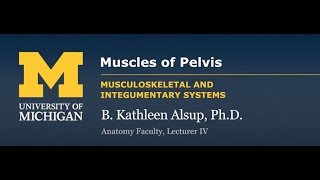 Skeletal Muscle Muscles of the Pelvis [upl. by Nolrac]