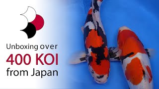 Our largest shipment of koi ever  Unboxing of 433 koi shipped directly from Japan [upl. by Charlotte136]