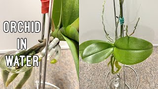 How to Grow Orchids in Water [upl. by Ssirk]