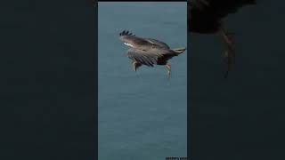 quotMajestic Andean Condor Takes Flight Like a Sea Harrier  Incredible Wildlife Momentquot [upl. by Sharona]