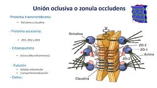 uniones intercelulares [upl. by Arrim]