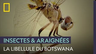 La libellule prédateur le plus efficace du Botswana [upl. by Naleek]