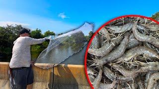 Using a CAST NET to Catch Fresh Louisiana SHRIMP  Catch and Cook [upl. by Malloch]