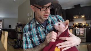 Toilettage de chats Sphynx Jazz amp Mr Spock [upl. by Flynn]