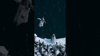 🐧 Baby Penguins Jump Off 50Foot Cliff in Antarctica penguins [upl. by Ahsilrae]