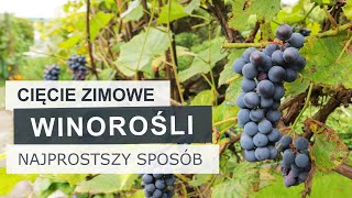 Jak przyciąć starszą winorośl Najprostszy sposób  Winogrona [upl. by Marc]