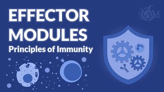 Effector mechanisms of immunity  IMMUNOLOGY [upl. by Heber]