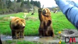 Bears Waving HD [upl. by Fugere665]