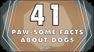 41 Facts About Dogs  mentalfloss on YouTube Ep213 [upl. by Ivonne]