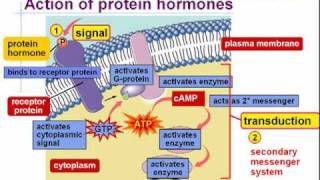 endocrine system part 2 [upl. by Adlaremse]